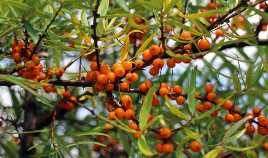 The Skincare Benefits of Sea Buckthorn Oil